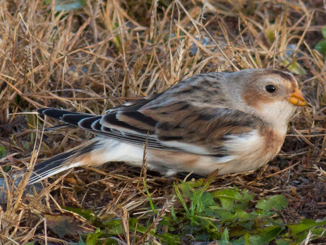 Snow Bunting - 10/31/2015, Rose Valley Lake &copy; David Brown