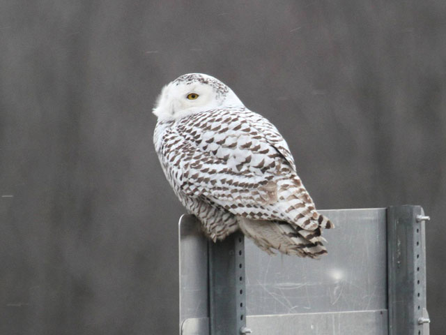 Snowy Owl - 1/17/2014, Fry Brothers Turkey Ranch &copy; Wayne Laubscher