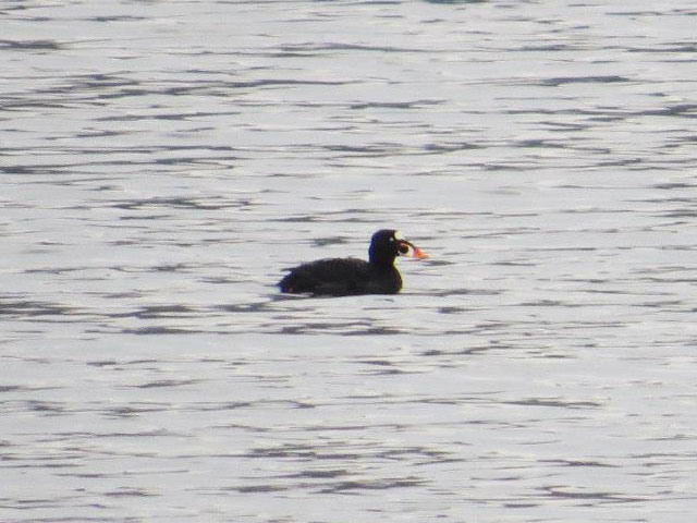 Surf Scoter - 4/16/2013, Rose Valley Lake &copy; David Brown