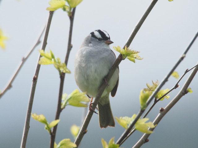 White-crowned Sparrow - 5/20/2016, South Williamsport Community Park &copy; Bobby Brown