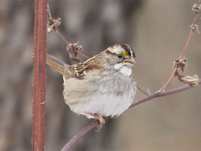 White-throated Sparrow - 12/16/2017, SGL 252 &copy; Bobby Brown