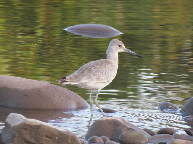 Willet (Western) - 8/14/2015, Mill St. &copy; Bobby Brown