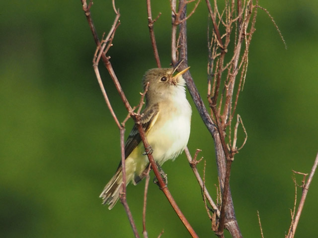 Willow Flycatcher - 5/24/2016, Mill St. &copy; Bobby Brown