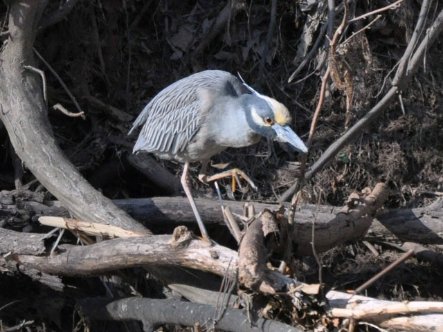 Yellow-crowned Night Heron - 4/10/2010, McKee Road. &copy; Judi Pinkerton